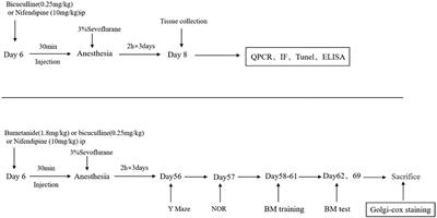 Role of GABAA receptor depolarization-mediated VGCC activation in sevoflurane-induced cognitive impairment in neonatal mice